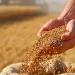 Alimentele s-ar putea scumpi, după ce valul de căldură din Europa a distrus culturi de două miliarde de euro