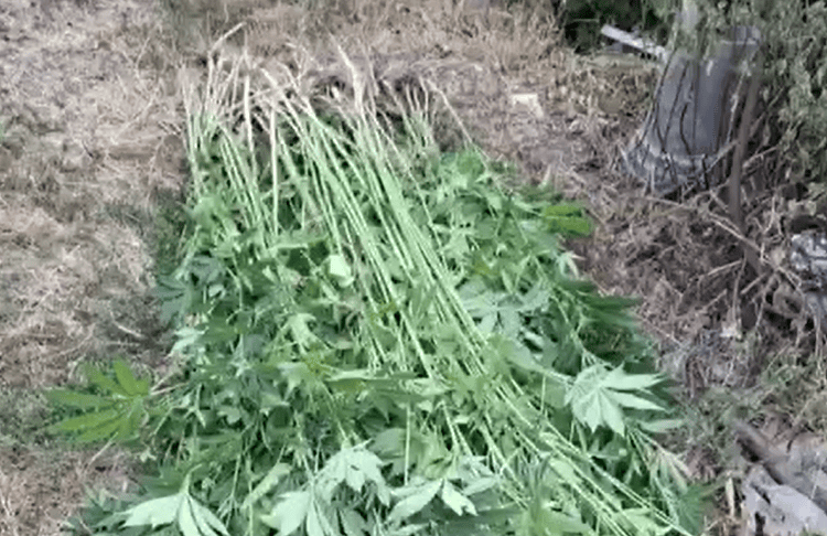 VIDEO // Un bărbat din Soroca, cercetat după ce creștea cânepă într-o seră din gospodărie