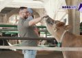 VIDEO // Ferma care pune nordul Moldovei pe harta laptelui de calitate
