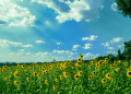 METEO // Vreme variabilă astăzi în țară. Temperaturile ajung până la +29°C