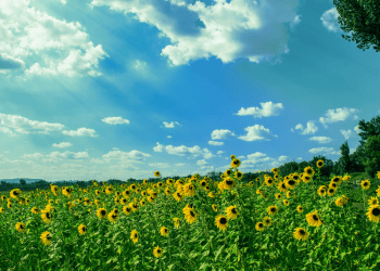 METEO // Vreme variabilă astăzi în țară. Temperaturile ajung până la +29°C