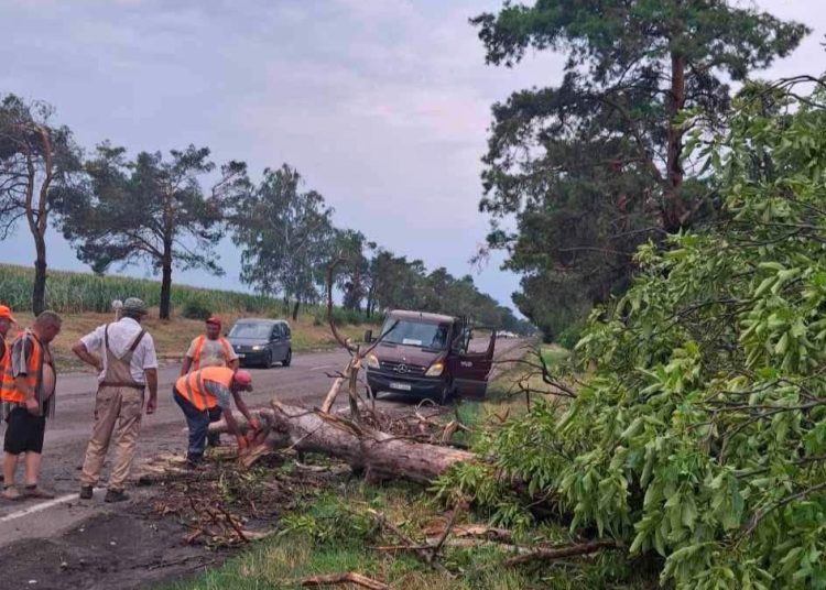 FOTO // Ploile puternice au doborât crengi și arbori pe mai multe drumuri din nordul țării. Circulația a fost restabilită