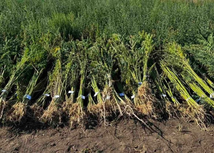 FOTO // Peste 2.000 de plante de cânepă, depistate de polițiști în raionul Florești