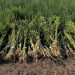 FOTO // Peste 2.000 de plante de cânepă, depistate de polițiști în raionul Florești