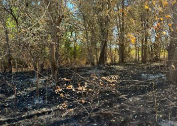 FOTO // Incendiu de vegetație la Copăceni: 1,36 hectare de pădure au fost afectate