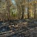 FOTO // Incendiu de vegetație la Copăceni: 1,36 hectare de pădure au fost afectate