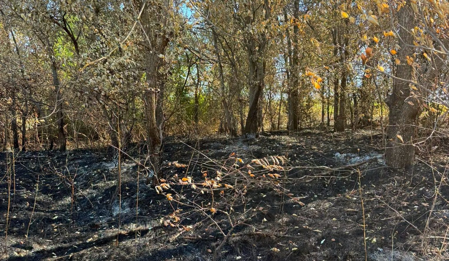 FOTO // Incendiu de vegetație la Copăceni: 1,36 hectare de pădure au fost afectate