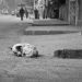 Două femei au rămas în Ucraina pentru animalele fără stăpân. În fiecare zi ies printre ruine să le hrănească