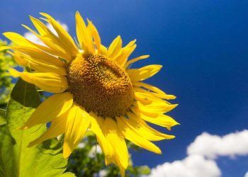 METEO // Vreme însorită și temperaturi de până la 32 de grade