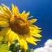 METEO // Vreme însorită și temperaturi de până la 32 de grade