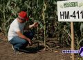 VIDEO // Hibrizi crescuți pentru seceta din Moldova. Testul „Grazim” pe 16 hectare (P)