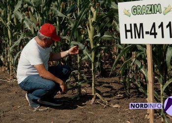 VIDEO // Hibrizi crescuți pentru seceta din Moldova. Testul „Grazim” pe 16 hectare (P)