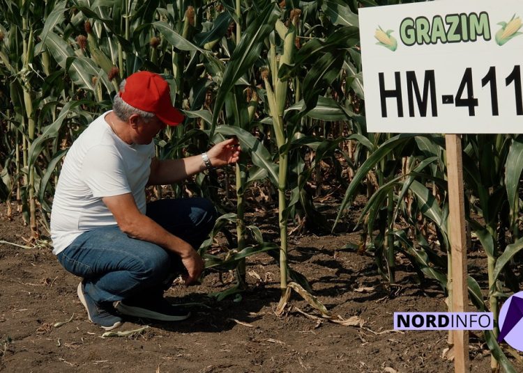 VIDEO // Hibrizi crescuți pentru seceta din Moldova. Testul „Grazim” pe 16 hectare (P)