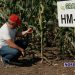 VIDEO // Hibrizi crescuți pentru seceta din Moldova. Testul „Grazim” pe 16 hectare (P)