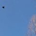O dronă s-a prăbușit și a explodat în România. Nu a fost detectată de radare