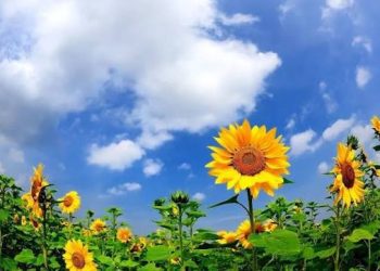 METEO // Vremea se menține stabilă: Maxime de până la +28°C