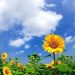 METEO // Vremea se menține stabilă: Maxime de până la +28°C