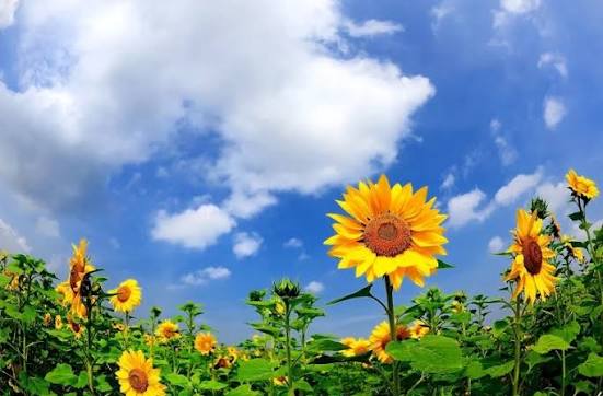 METEO // Vremea se menține stabilă: Maxime de până la +28°C