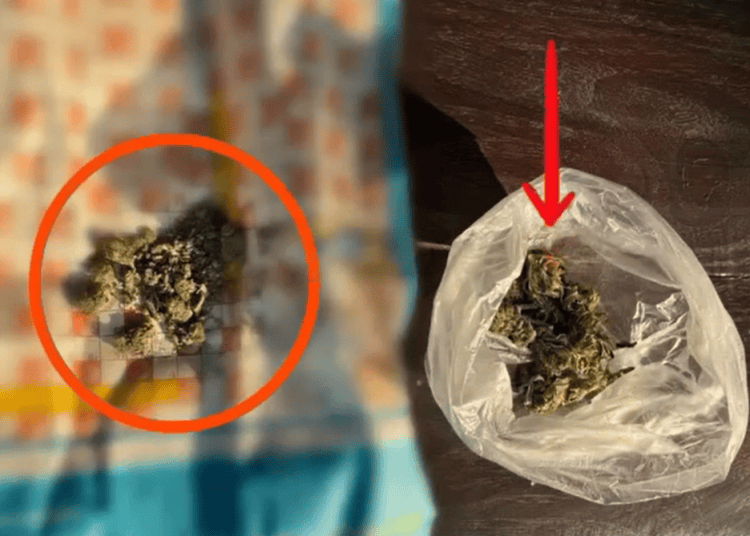 VIDEO // Percheziții în raionul Soroca: Poliția a ridicat cânepă și masă vegetală cu miros de marijuana