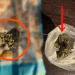 VIDEO // Percheziții în raionul Soroca: Poliția a ridicat cânepă și masă vegetală cu miros de marijuana
