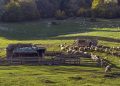 62 de oi și capre au murit după ce au fost lăsate fără hrană și apă la o stână din raionul Drochia