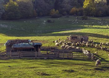 62 de oi și capre au murit după ce au fost lăsate fără hrană și apă la o stână din raionul Drochia