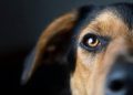 Cruzimе față de animale la Bălți: doi câini, omorâți pe strada Bulgară