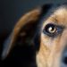 Cruzimе față de animale la Bălți: doi câini, omorâți pe strada Bulgară