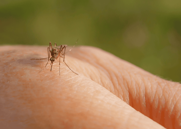 Virusul West Nile, confirmat în R. Moldova. Două persoane, infectate