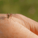Virusul West Nile, confirmat în R. Moldova. Două persoane, infectate