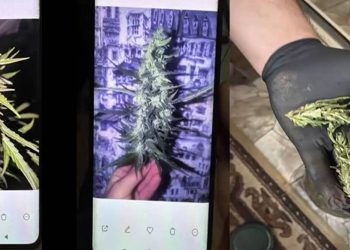 VIDEO // Seră cu cânepă și droguri de peste 1 milion de lei, descoperite la domiciliul unui tânăr din Bălți
