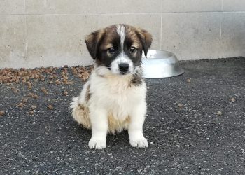 A lovit un cățel cu lopata până la moarte. Un bărbat din Fălești, amendat cu 25 de mii de lei